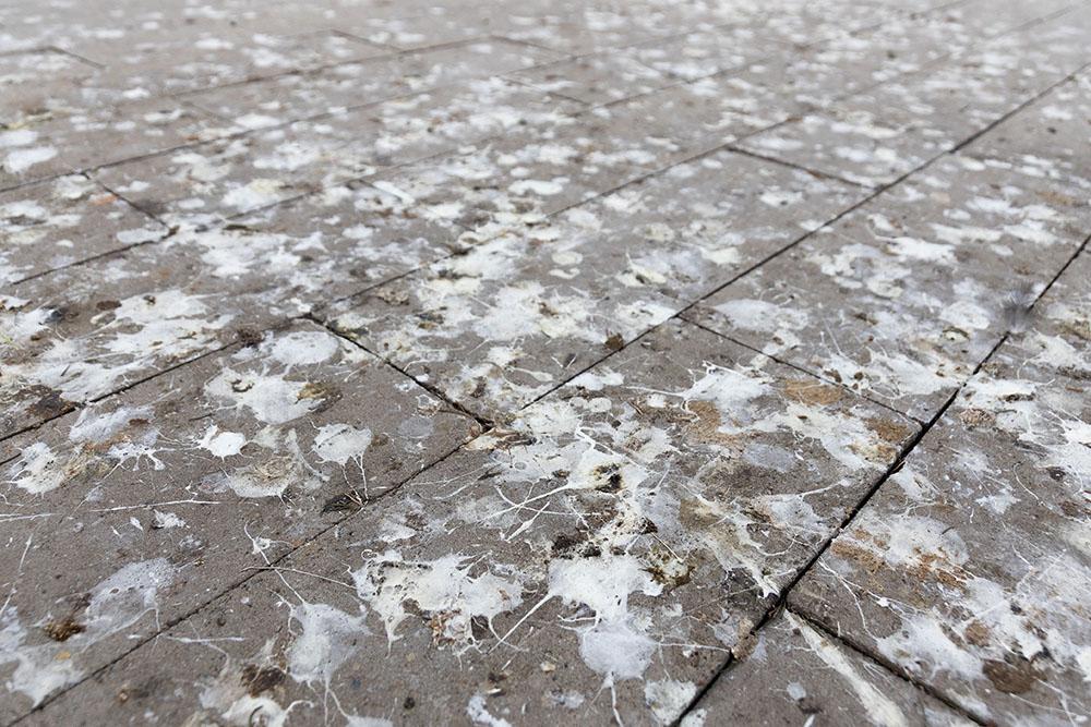 Guano di piccione su una superficie