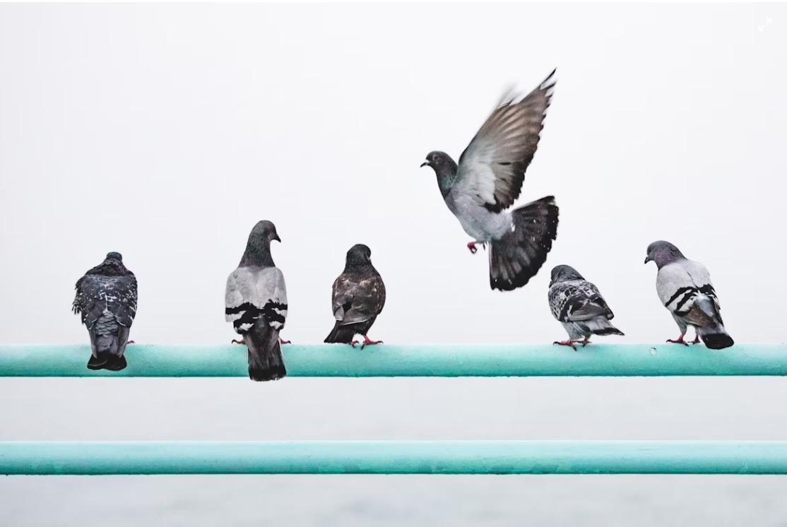 Guano di piccione su una superficie