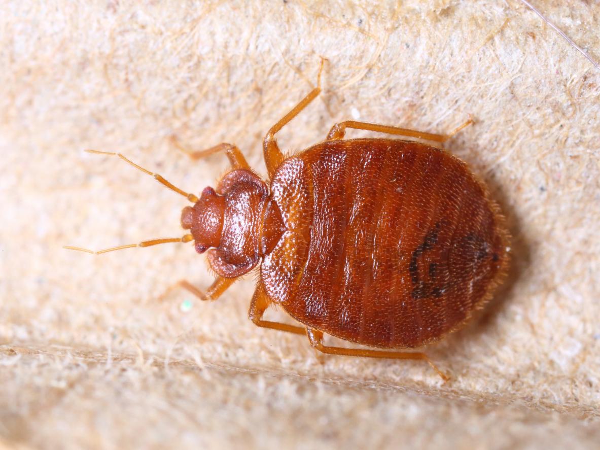 cimici
