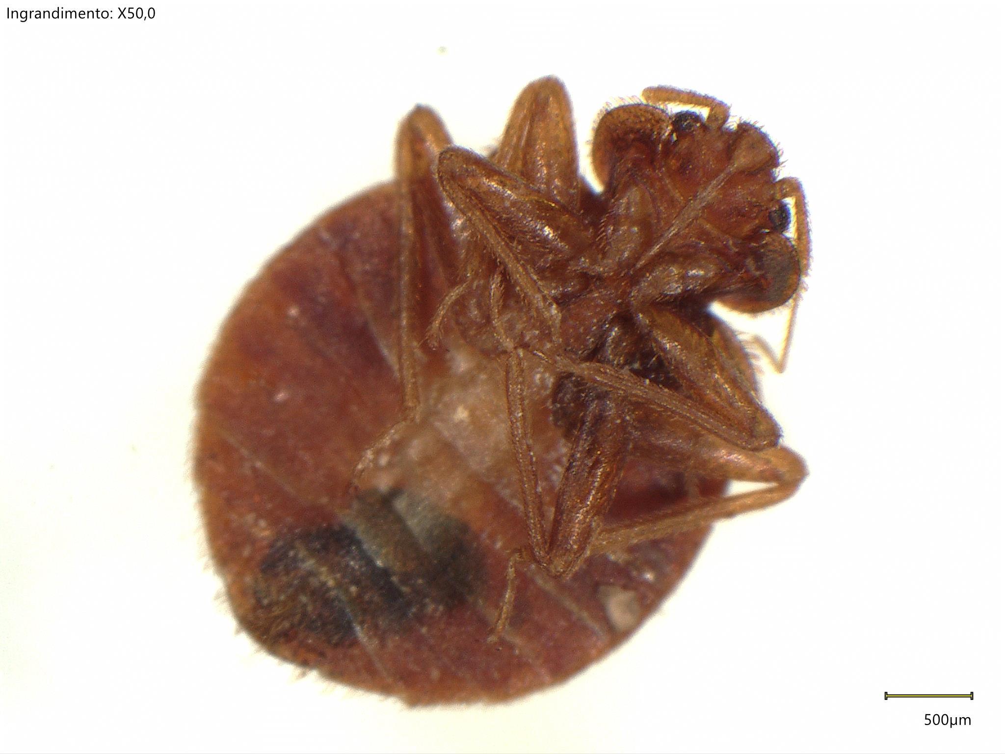 Galleria cimici dei letti 6